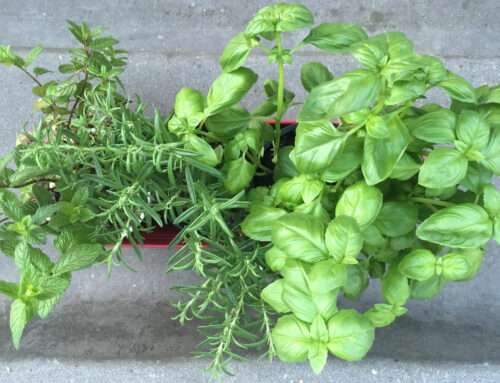 Indoor-Gardening – Grünes Glück für Laib und Seele